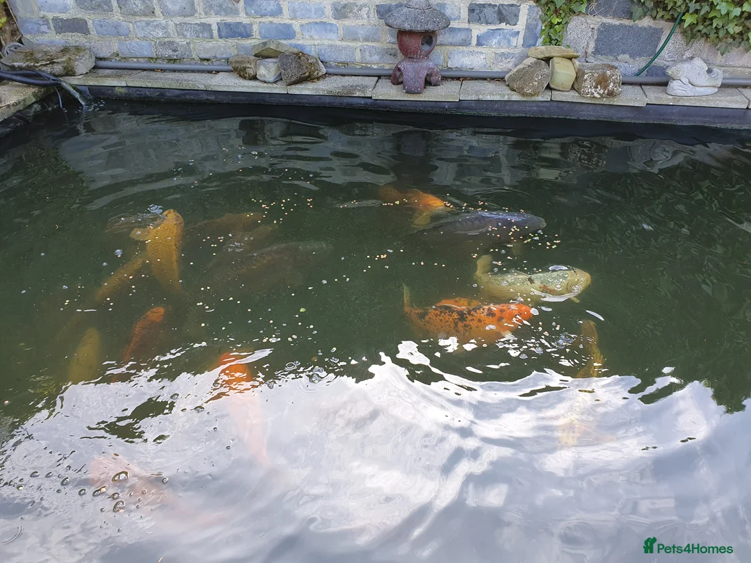 Koi Carp fish for sale: Koi Carp/Albino Sturgeon full lot needing to sell in London - Advert 10
