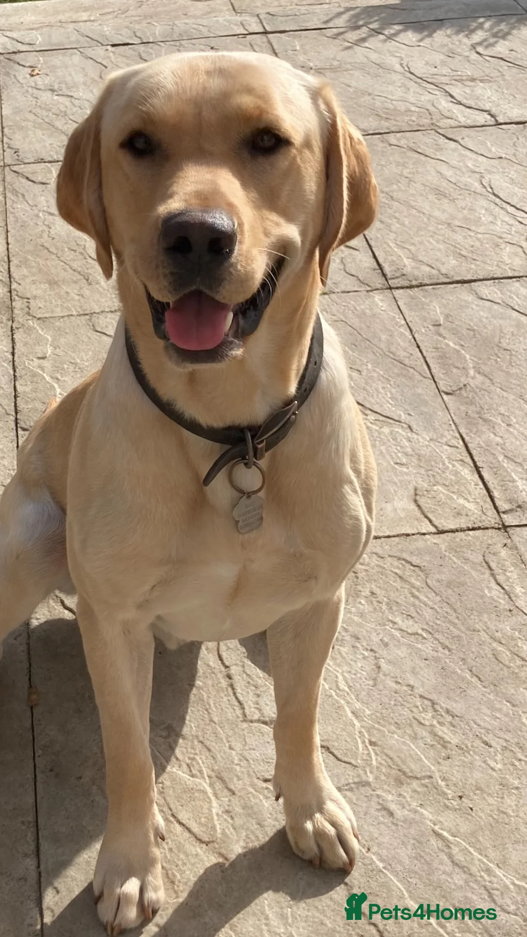 Labrador Retriever dogs for stud: KC REGISTERED STUD DOG in Trowbridge - Advert 2