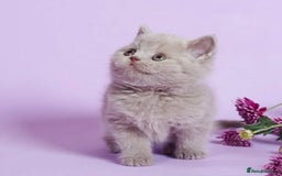 British Shorthair cats for sale: Cute pedigree lilac British shorthair kittens - Image 13