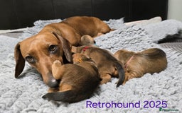 Dachshund dogs for sale: Standard Dachshund show quality puppies  - Image 6