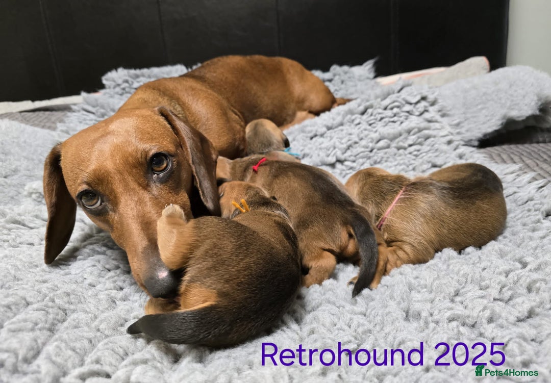 Dachshund dogs for sale: Standard Dachshund show quality puppies  - Image 6
