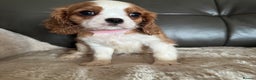 Cavalier King Charles Spaniel dogs for sale: Stunning cavalier King Charles puppies home bred - Advert 1