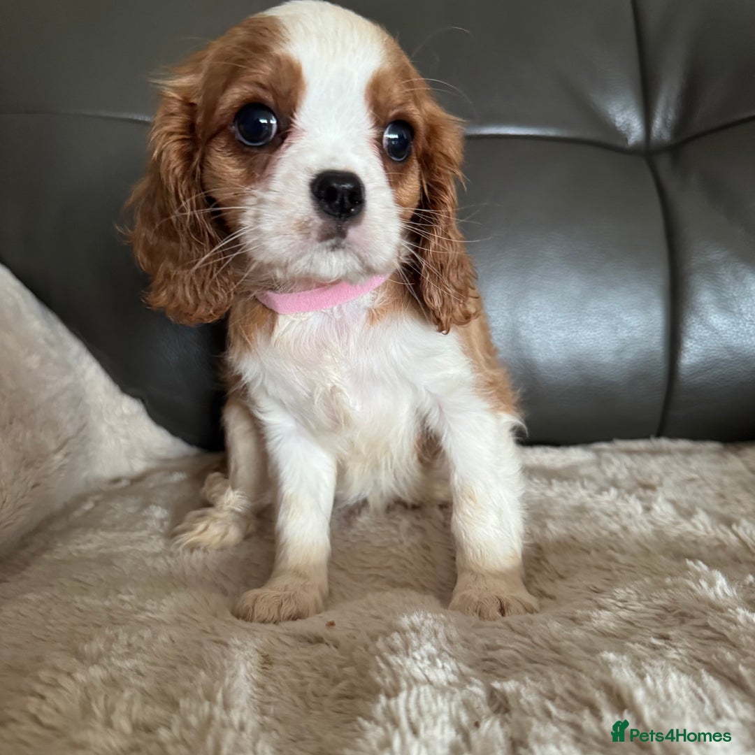 Cavalier King Charles Spaniel dogs for sale: Stunning cavalier King Charles puppies home bred - Advert 1