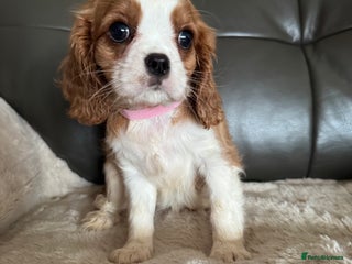 Cavalier King Charles Spaniel dogs Stunning cavalier King Charles puppies home bred - Advert 2