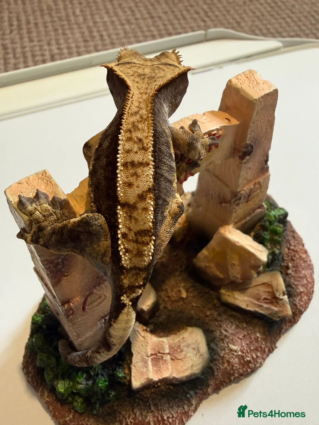 Gecko reptiles for sale: 🔥🔥❤️ Crested Geckos ❤️🔥🔥 - Advert 6