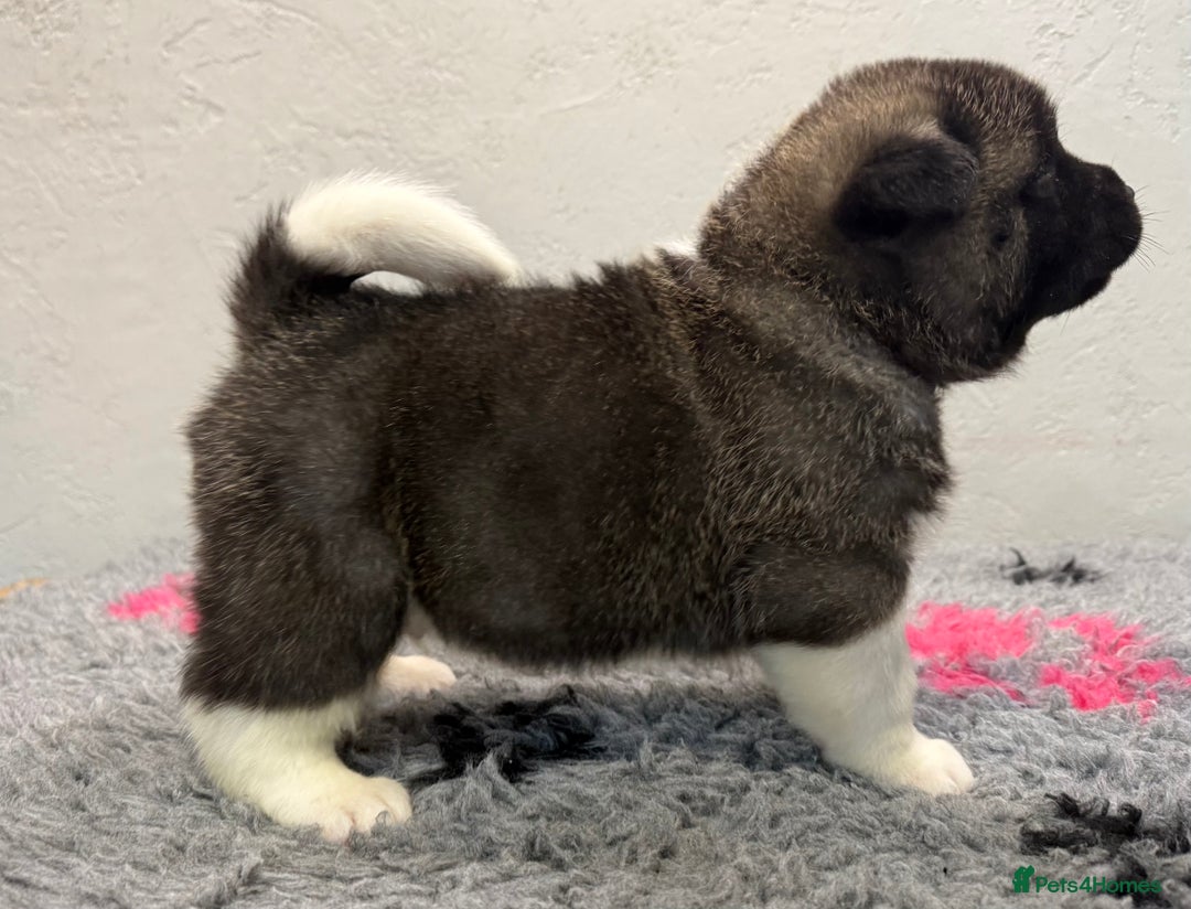 Akita dogs for sale: AMERICAN AKITA LOOKING FOR HOME - Advert 5
