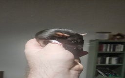 Rat rodents for sale: FREE DUMBO RATS + CAGE - Image 4