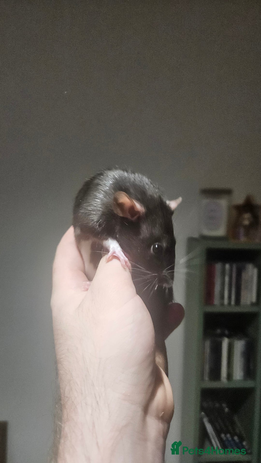 Rat rodents for sale: FREE DUMBO RATS + CAGE - Image 4