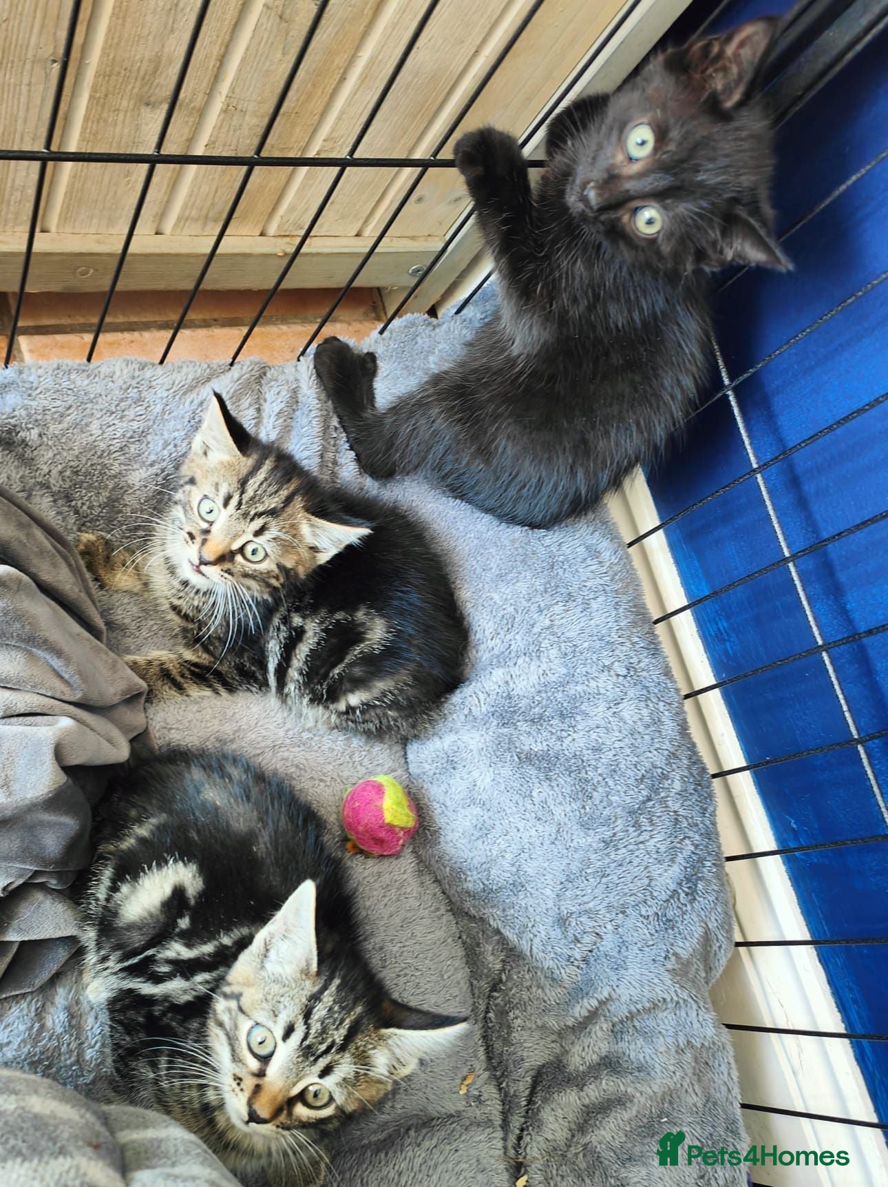 Domestic Shorthair cats Summer Kittens - Advert 11
