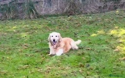 Golden Retriever dogs for sale: Beautiful Chunky Goldie’s  - Image 11