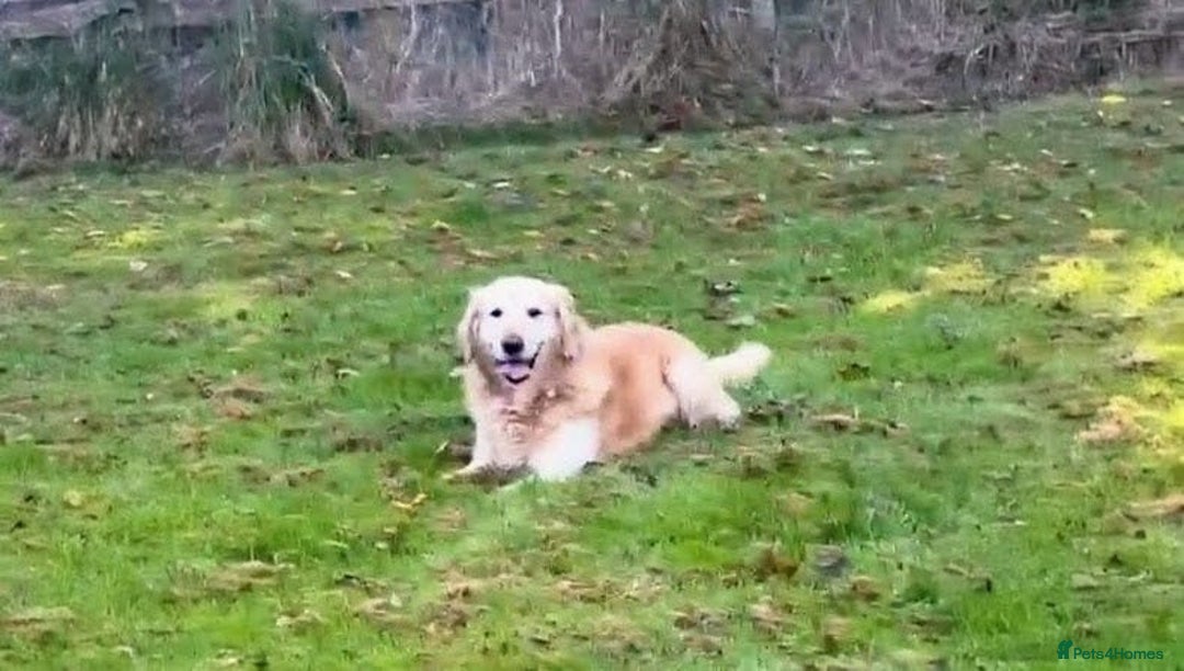 Golden Retriever dogs for sale: Beautiful Chunky Goldie’s  - Image 11