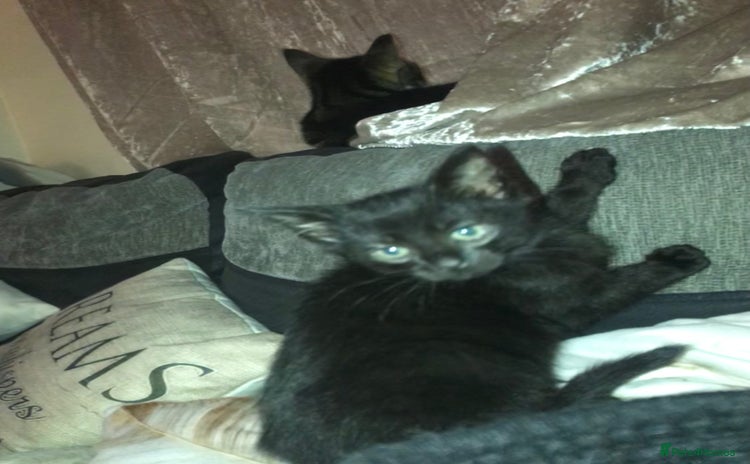 Domestic Shorthair cats Last male kitten ready to leave  - Advert 10