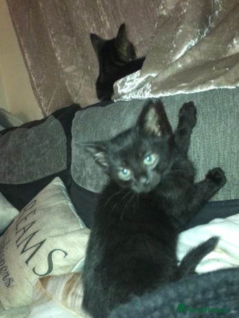 Domestic Shorthair cats Last male kitten ready to leave - Advert 10