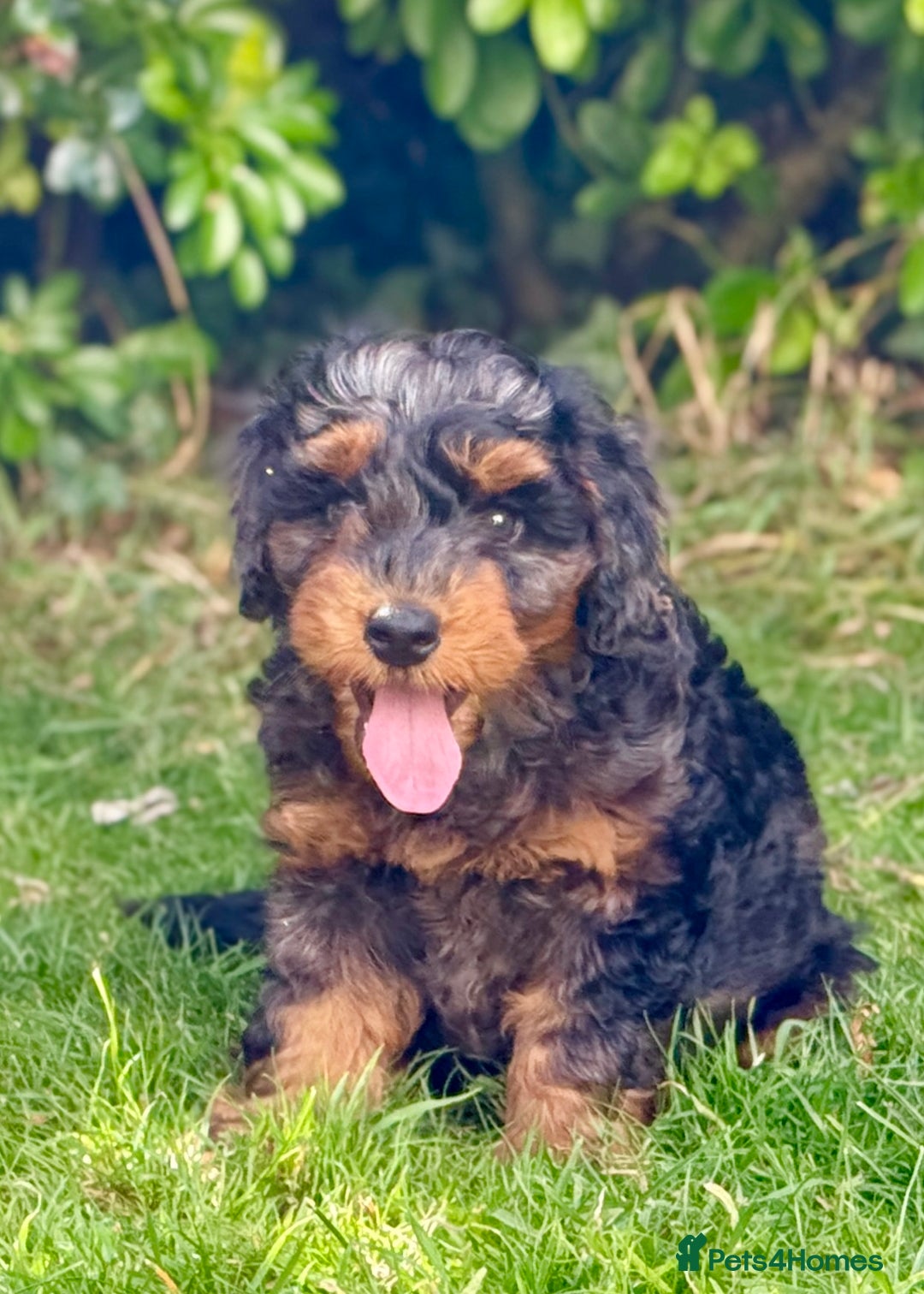 Mixed Breed dogs for sale:  Unique Merle Double Doodle Ready from 9th August - Image 7