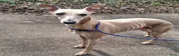 Whippet dogs for stud: Beautiful Fawn Whippet for Stud - Advert 2