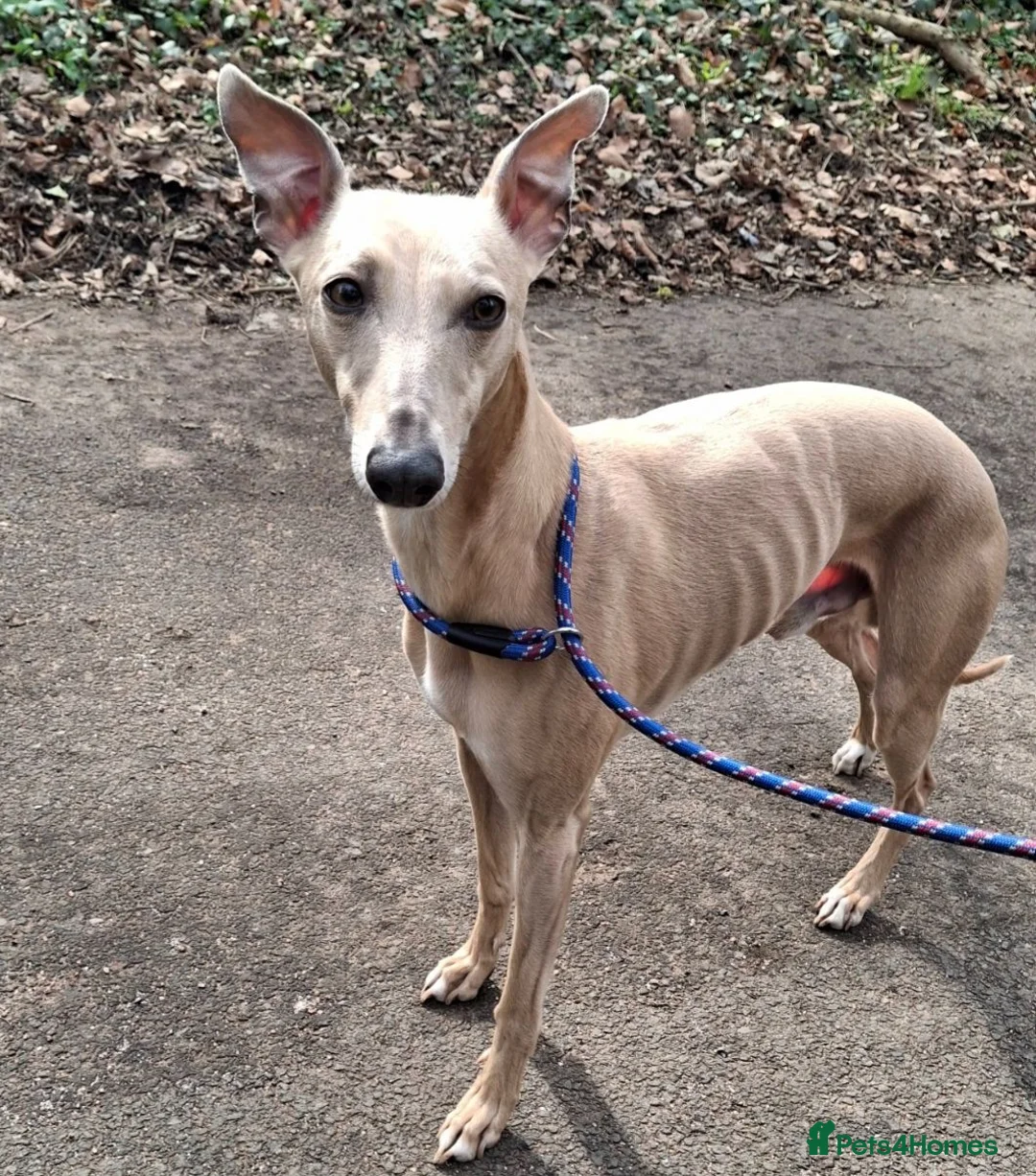 Whippet dogs for stud: Beautiful Fawn Whippet for Stud - Advert 2