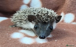 Pygmy Hedgehog rodents for sale: African Pygmy Hedgehog Hoglets  - Image 9