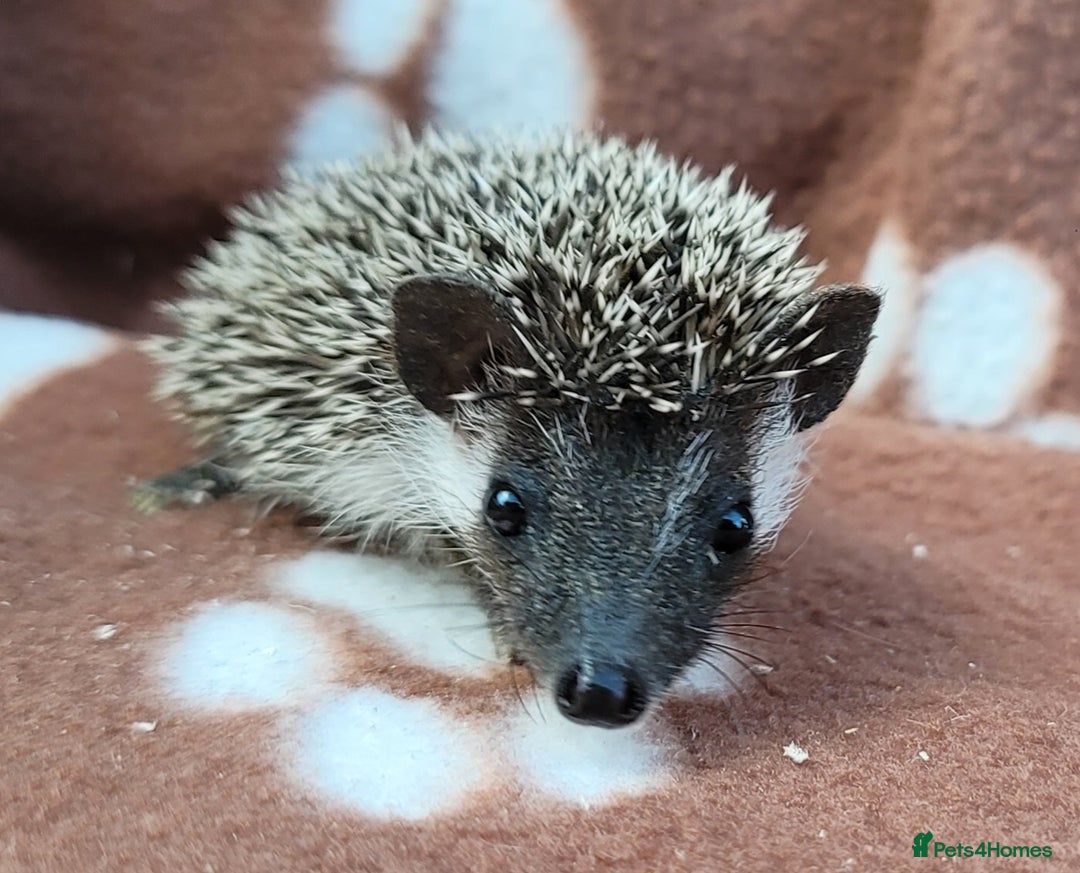 Pygmy Hedgehog rodents for sale: African Pygmy Hedgehog Hoglets  - Image 9