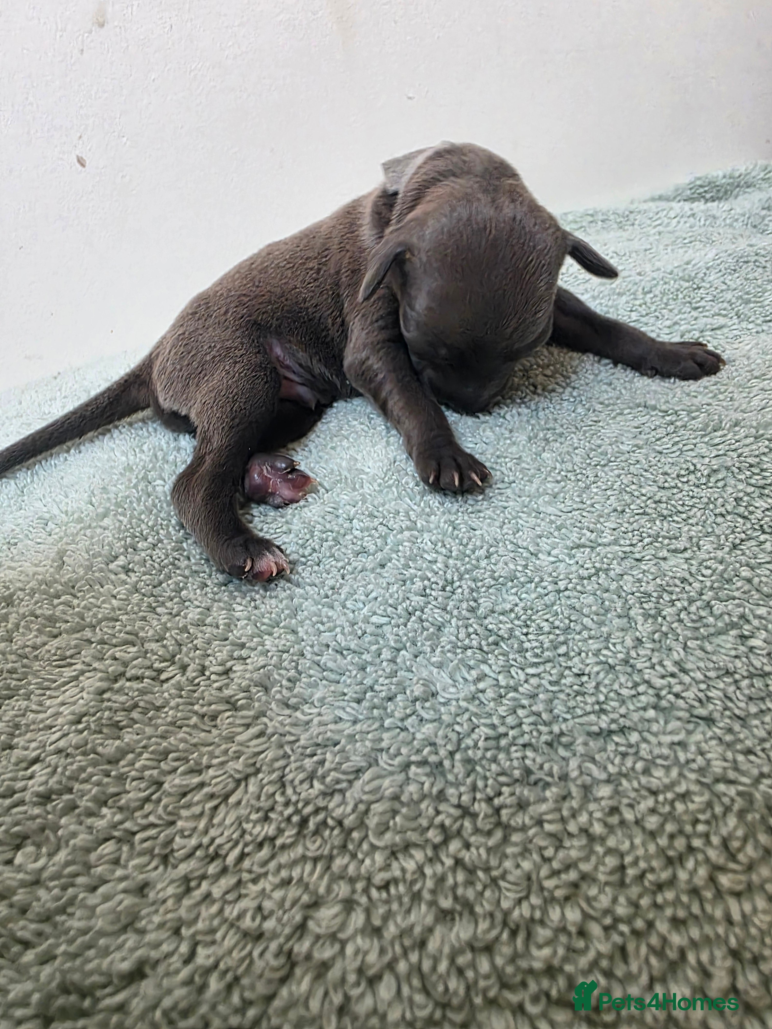 Italian Greyhound dogs 6 Beautiful Italian Greyhound Puppies  - Advert 2