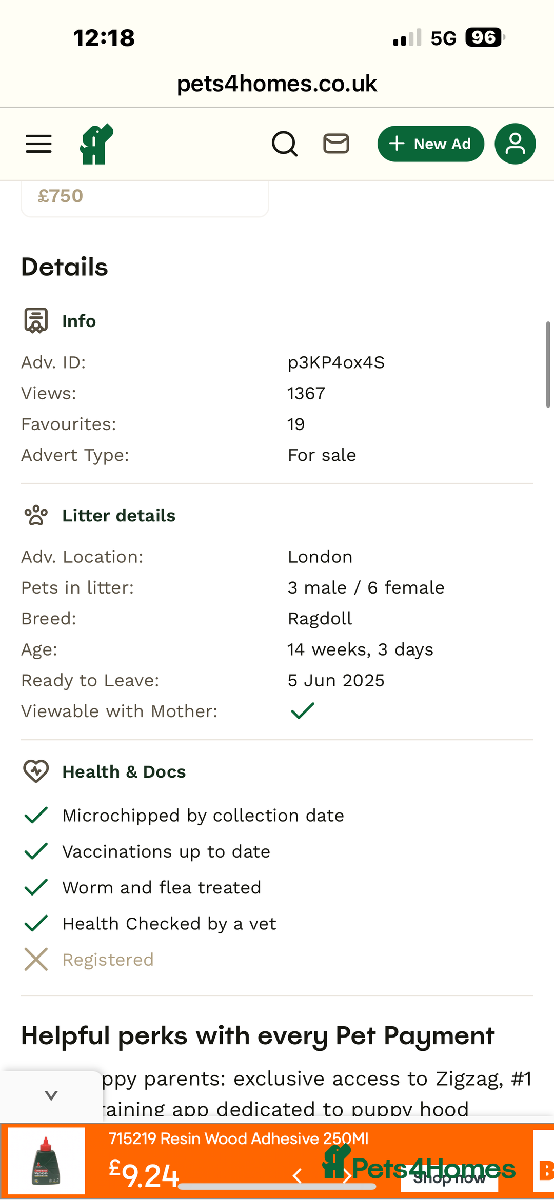 Ragdoll cats for sale: Handsome playful Ragdoll Kitten - Male - Image 10