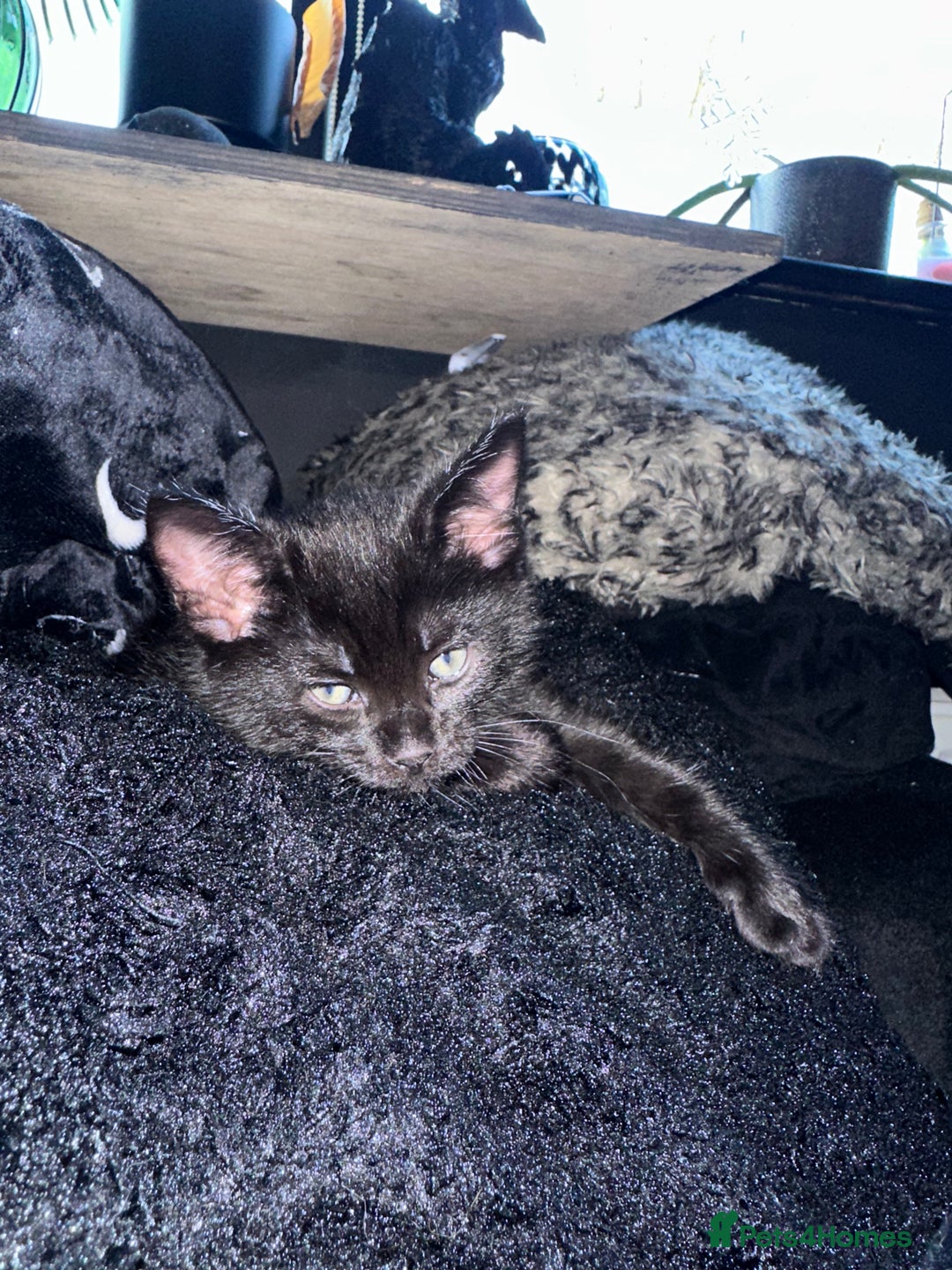 Maine Coon cats for sale: Maine Coon Kittens  - Advert 19