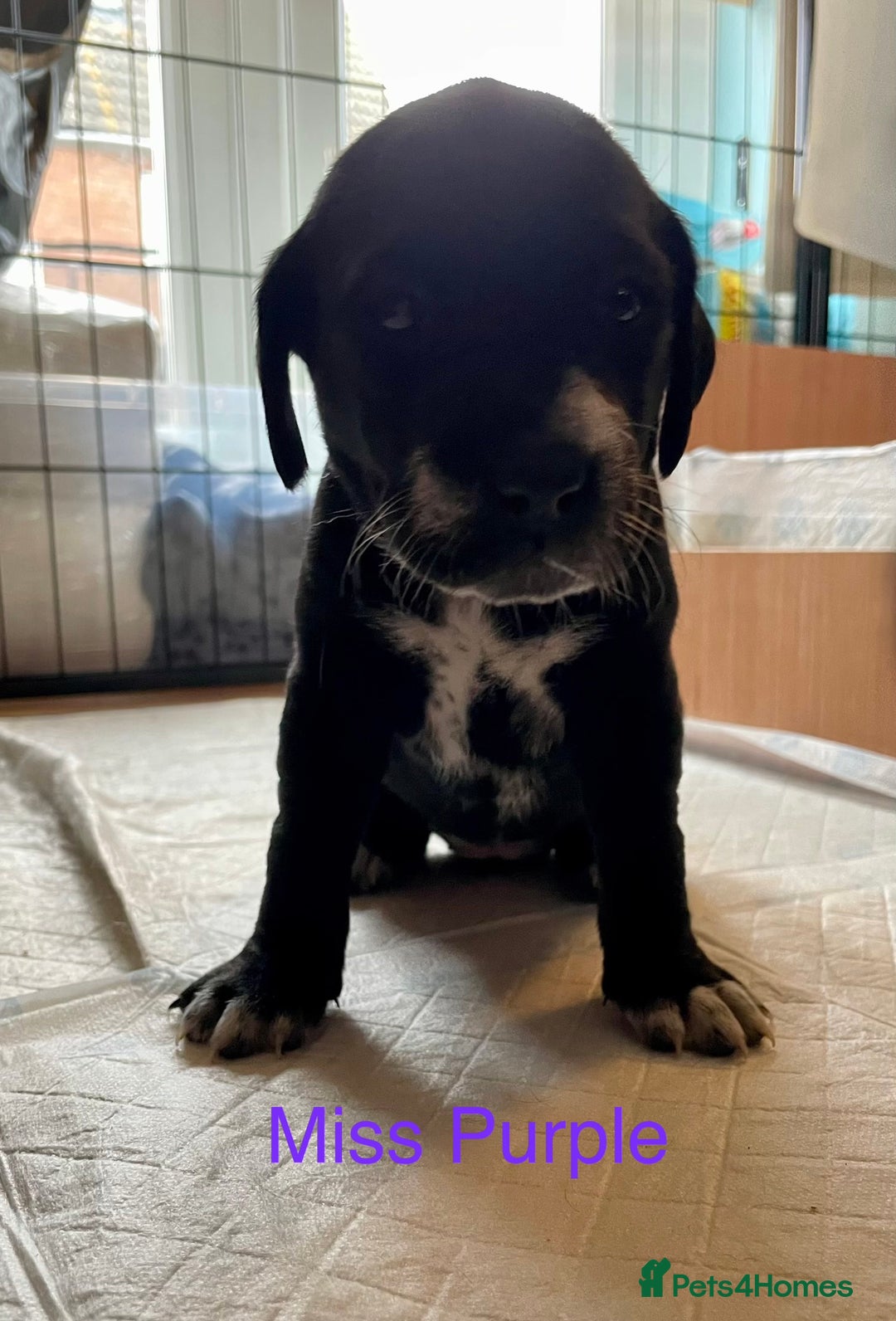 Mixed Breed dogs for sale: Dalmador Puppies for sale - Image 15