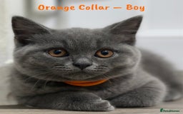 British Shorthair cats for sale: 🐾 Champion Line Blue BSH Kittens GCCF Active 🐾  - Image 15