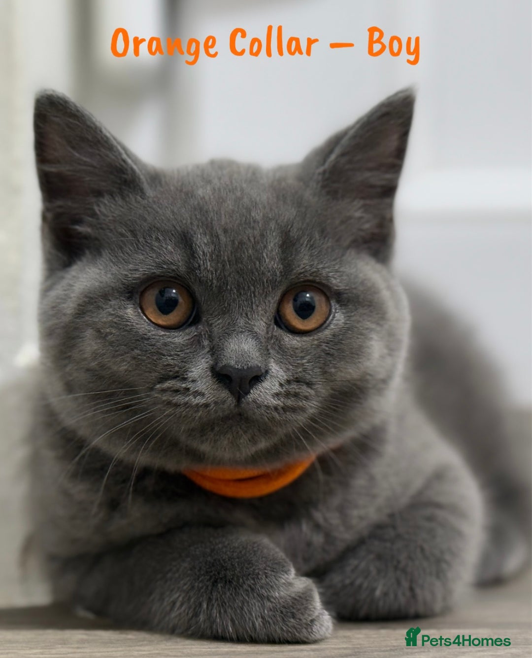 British Shorthair cats for sale: 🐾 Champion Line Blue BSH Kittens GCCF Active 🐾  - Image 15