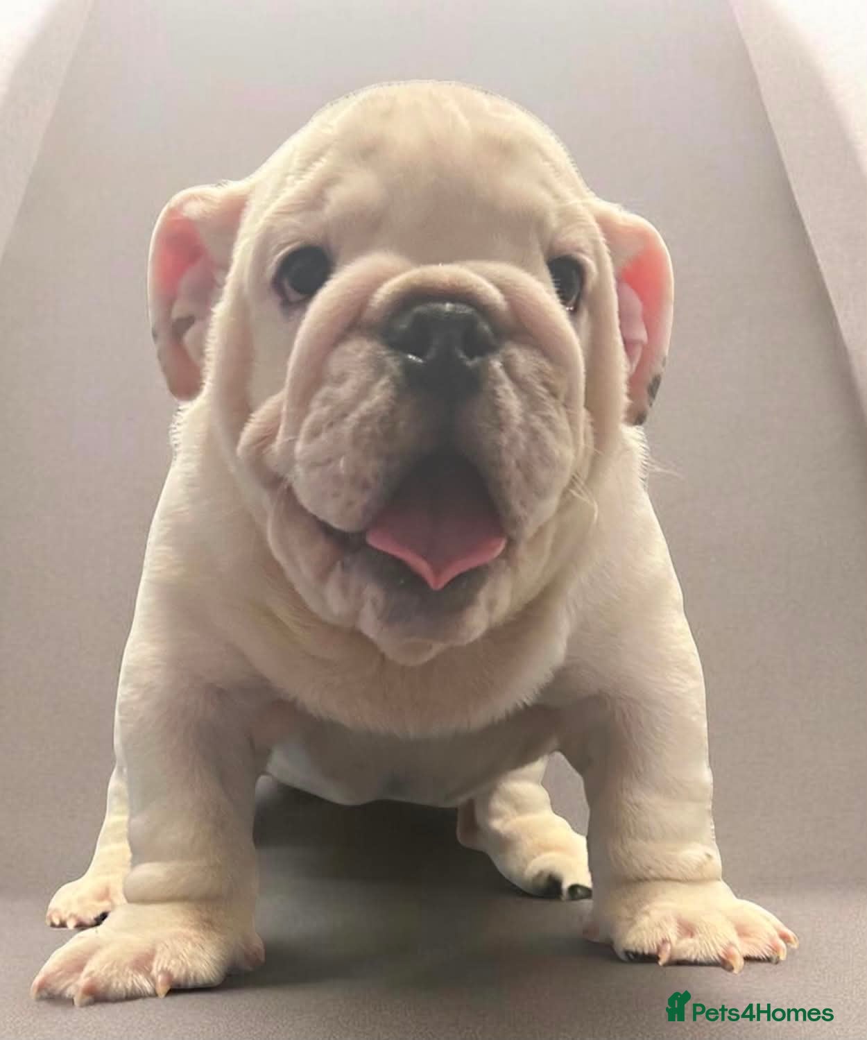 English Bulldog dogs English bulldog gorgeous pups kc registered  - Advert 5
