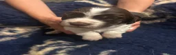 English Springer Spaniel dogs for sale: KC reg health tested English springer spaniel  - Advert 17