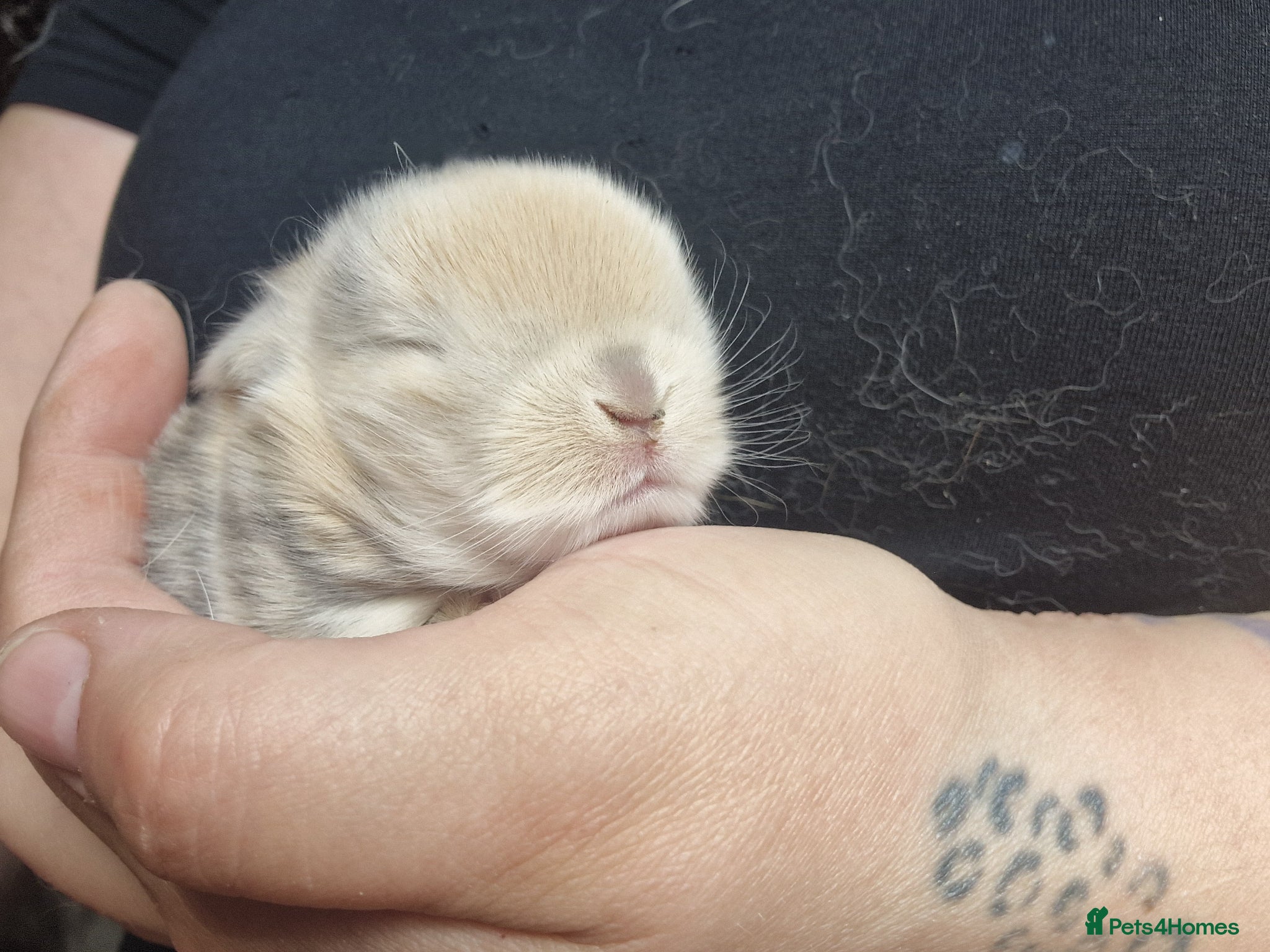Mini Lop rabbits Mini lops  - Advert 23
