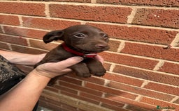 Mixed Breed dogs for sale: Cocker/ Patterdale  - Image 9