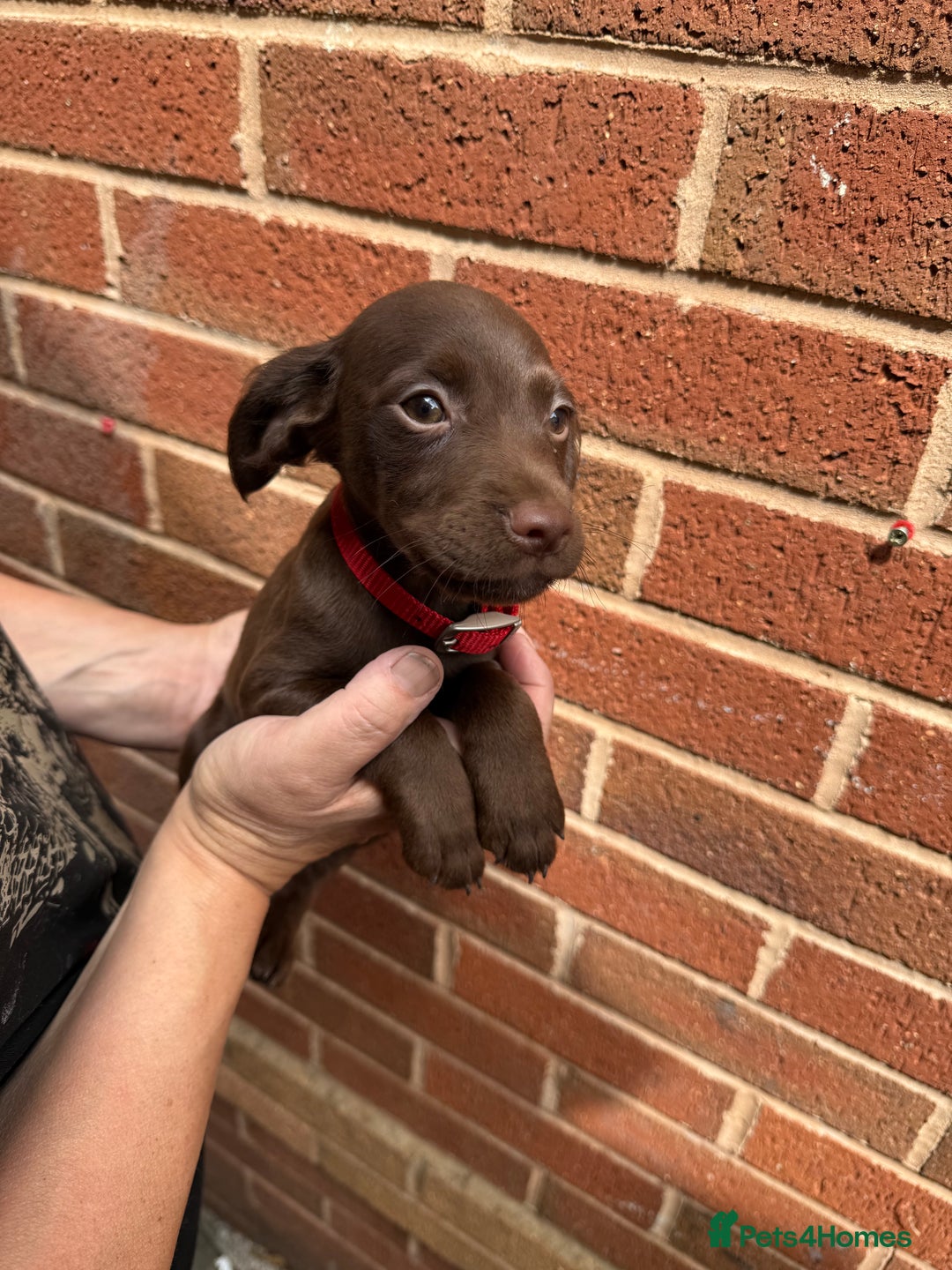 Mixed Breed dogs for sale: Cocker/ Patterdale  - Image 9