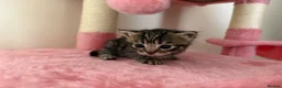 Mixed Breed cats for sale: 10 weeks old kittens 2 tabby 1 black  - Advert 10