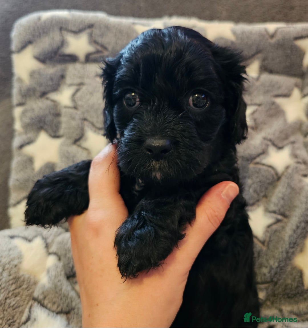 Cavapoo dogs for sale: 🐾 Gorgeous Health Tested F1 Cavapoo Puppies 🐶🐾 - Image 8