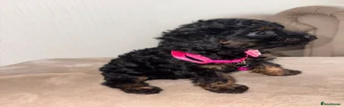 Cavapoo 3