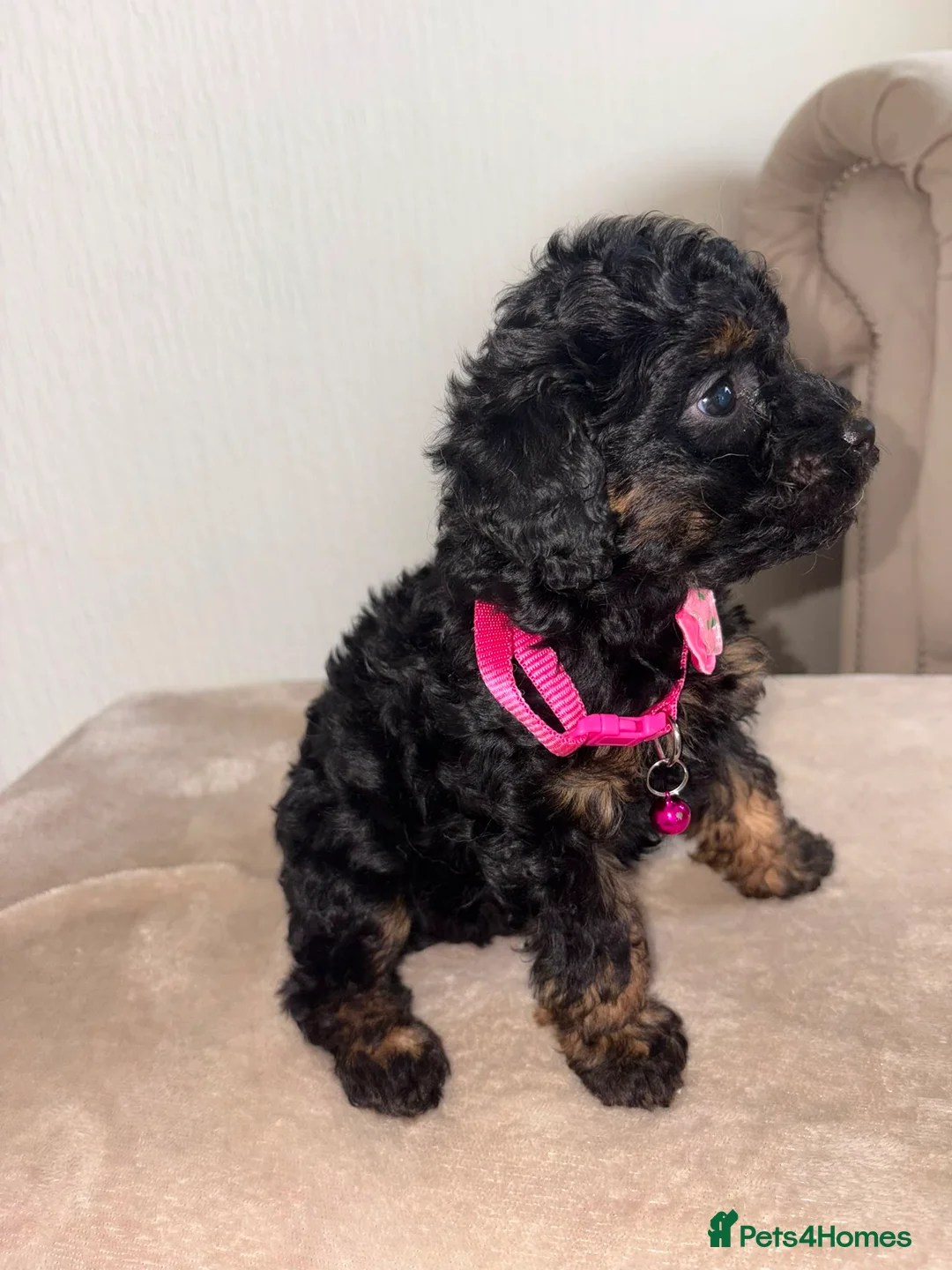 Cavapoo dogs for sale: F1 Boy Cavapoo Puppies  - Advert 19