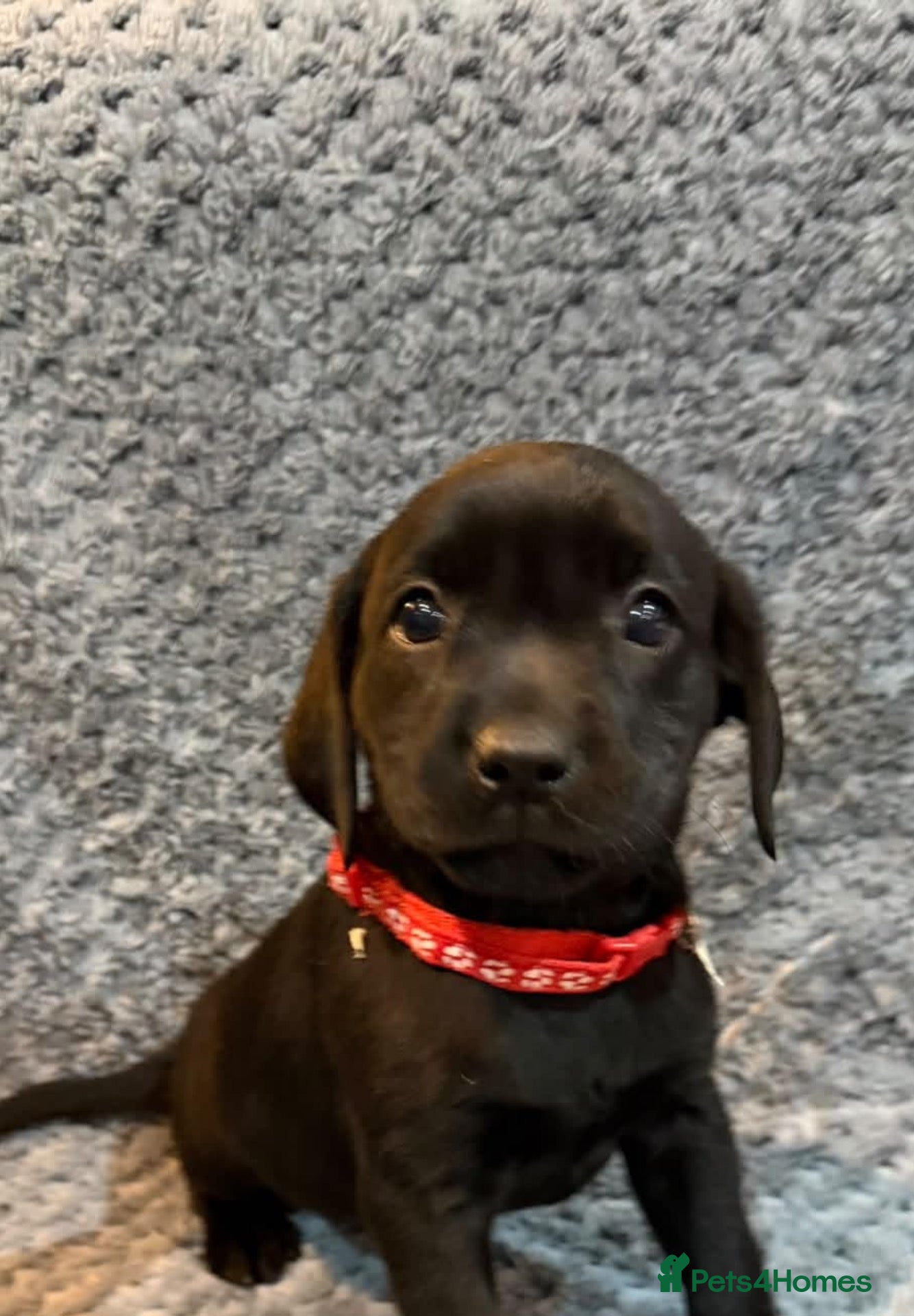 Labrador Retriever dogs LABRADOR PUPS. KC REG & COUNCIL LICENSED. 0%ROI - Advert 1
