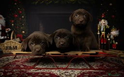 Labrador Retriever dogs for sale: Chocolate Labrador puppies  - Advert 12