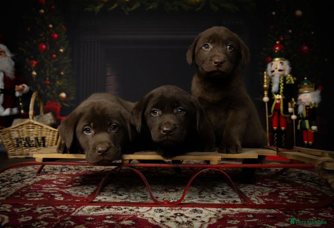 Labrador Retriever dogs for sale: Chocolate Labrador puppies  - Advert 12
