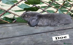Mini Lop rabbits for sale: Pure bred Mini Lop Bunnies - Image 9