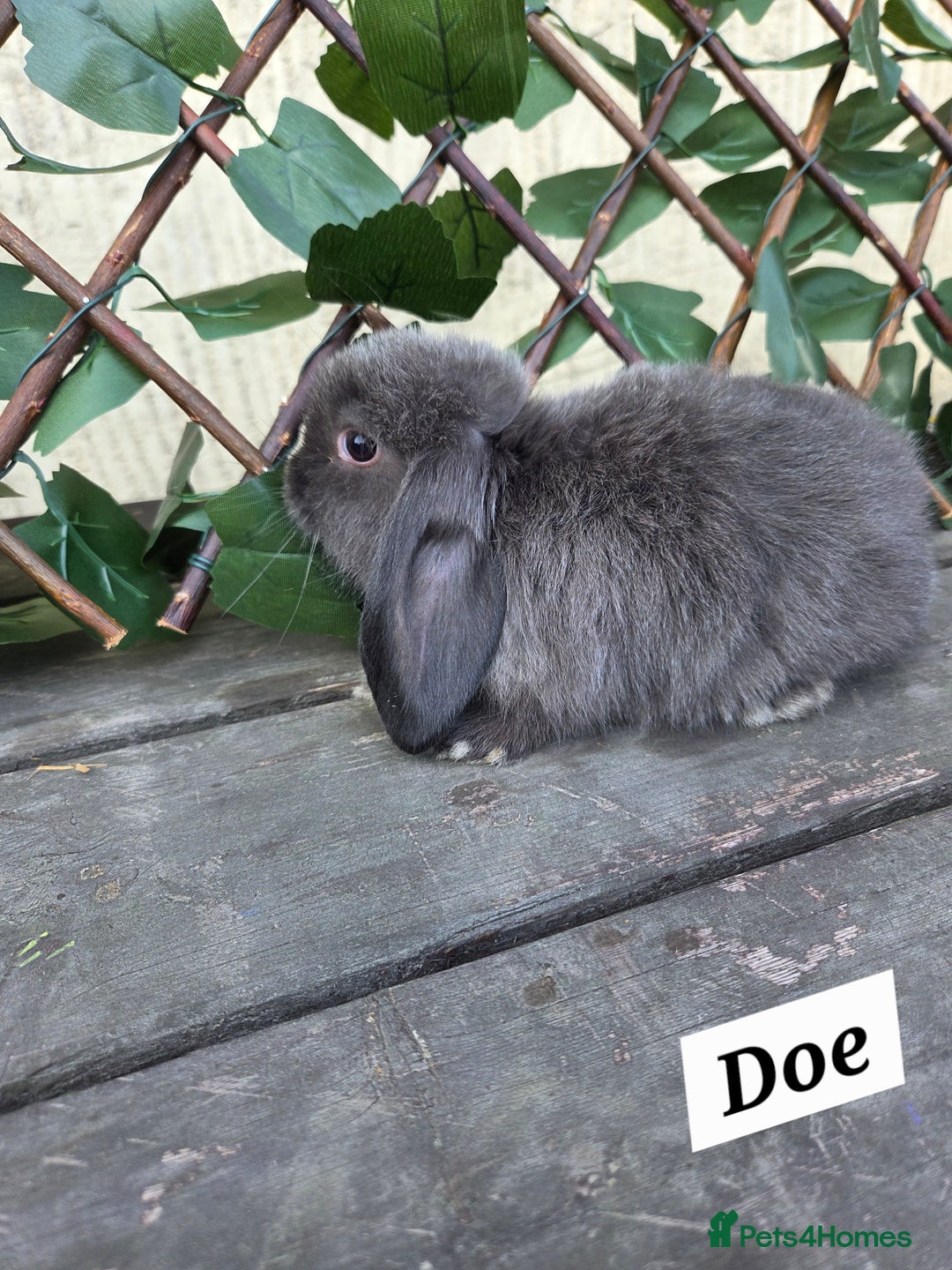 Mini Lop rabbits for sale: Pure bred Mini Lop Bunnies - Image 9