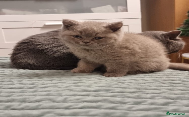 British Shorthair cats Lilac & Blue British Shorthair GCCF Pedigree - Advert 3