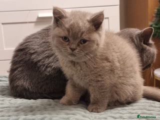 British Shorthair cats Lilac & Blue British Shorthair GCCF Pedigree - Advert 6