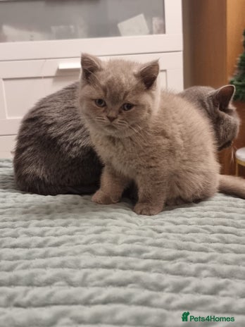 British Shorthair cats Lilac & Blue British Shorthair GCCF Pedigree - Advert 2