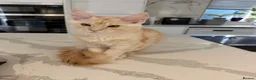 Maine Coon cats for sale: ❤️❤️LAST BOY LEFT❤️❤️ MAINE COON KITTEN - Advert 9