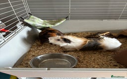 Guinea Pig rodents for sale: Pair of brothers  - Image 4