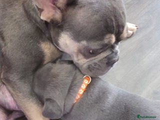 French Bulldog dogs Chunky French bulldog - Advert 1