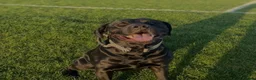 Mixed Breed dogs for sale: Pablo  - Advert 2