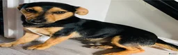 Jack Russell dogs for stud: ‼️ STUD ‼️ Miniature Jack Russell  - Advert 1
